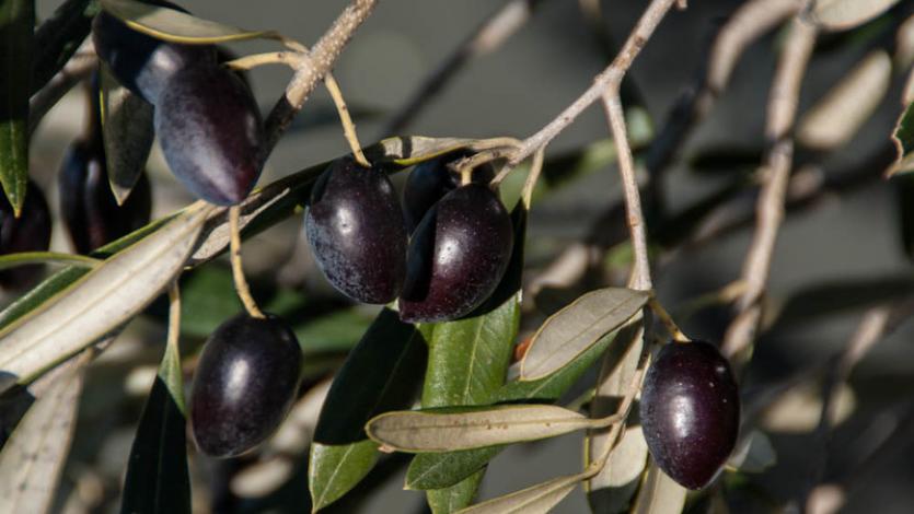 Ένα ιδεόγραμμα για την Ελιά
