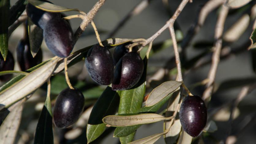 Ένα ιδεόγραμμα για την Ελιά